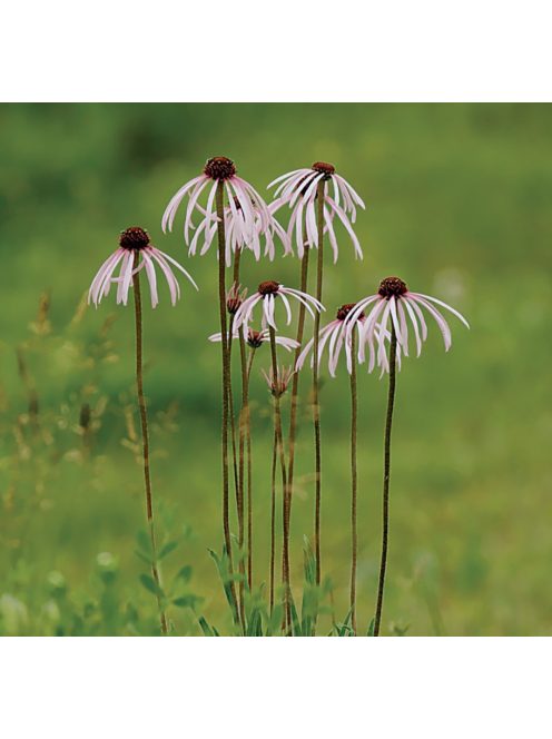 Halvány kasvirág / ECHINACEA pallida