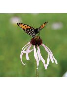 Halvány kasvirág / ECHINACEA pallida