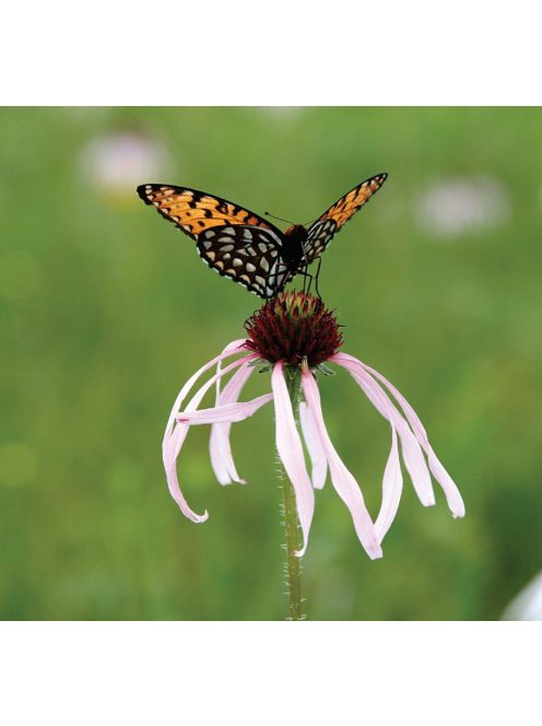 Halvány kasvirág / ECHINACEA pallida