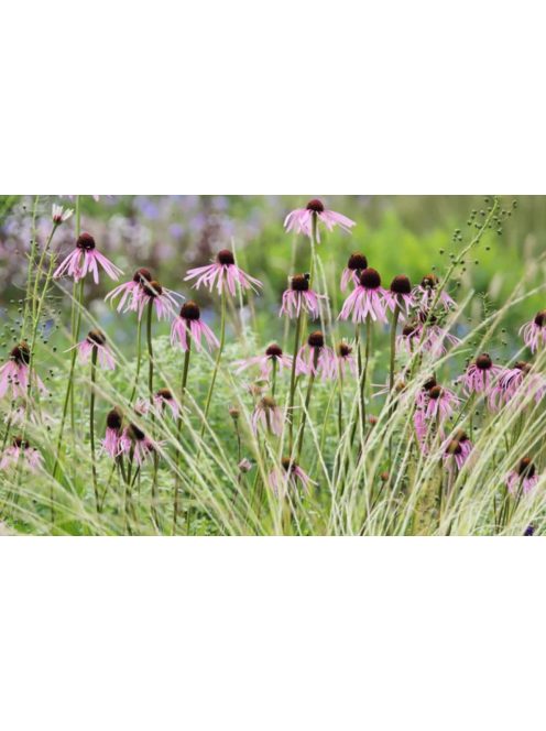 Halvány kasvirág / ECHINACEA pallida