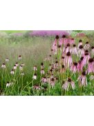 Halvány kasvirág / ECHINACEA pallida