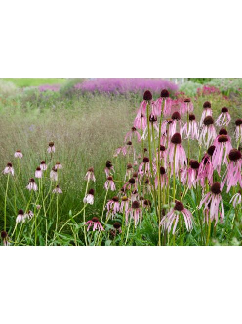 Halvány kasvirág / ECHINACEA pallida