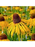 Sárga kasvirág / ECHINACEA paradoxa var. paradoxa