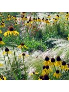 Sárga kasvirág / ECHINACEA paradoxa var. paradoxa
