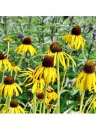 Sárga kasvirág / ECHINACEA paradoxa var. paradoxa