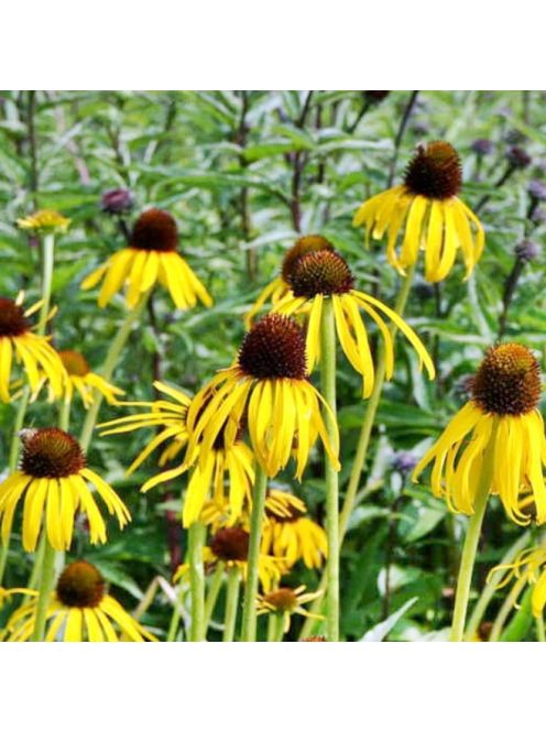 Sárga kasvirág / ECHINACEA paradoxa var. paradoxa