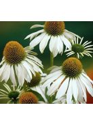 Bíbor kasvirág / ECHINACEA purpurea 'Alba'