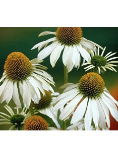 Bíbor kasvirág / ECHINACEA purpurea 'Alba'