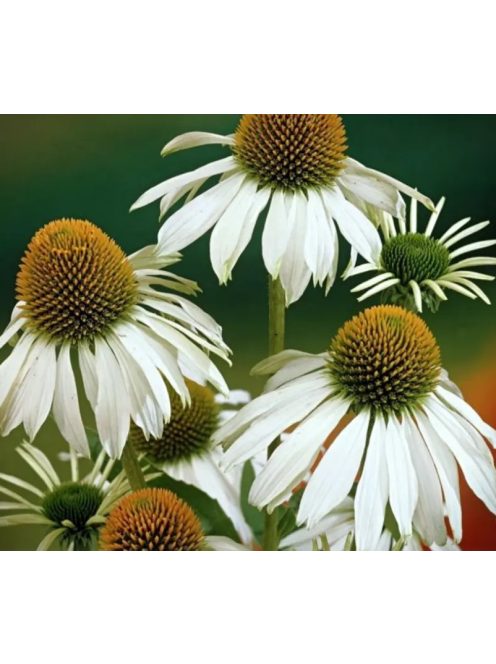 Bíbor kasvirág / ECHINACEA purpurea 'Alba'