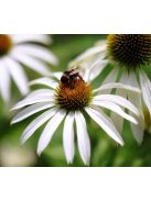 Bíbor kasvirág / ECHINACEA purpurea 'Alba'