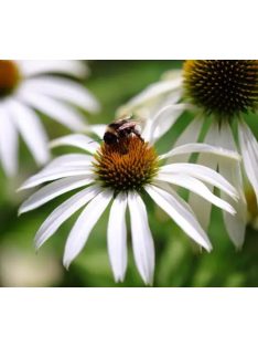 Bíbor kasvirág / ECHINACEA purpurea 'Alba'