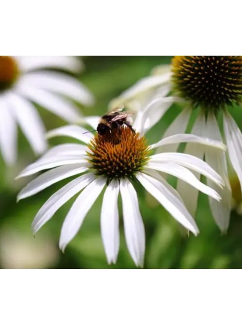Bíbor kasvirág / ECHINACEA purpurea 'Alba'