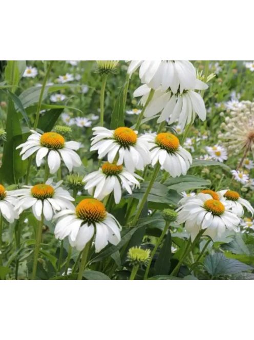 Bíbor kasvirág / ECHINACEA purpurea 'Alba'