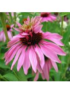 Bíbor kasvirág / ECHINACEA purpurea 'Doubledecker'