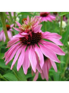   Bíbor kasvirág / ECHINACEA purpurea 'Doubledecker'
