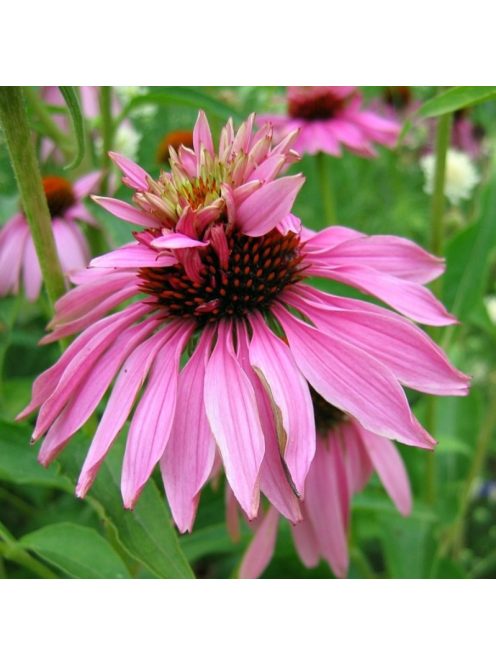 Bíbor kasvirág / ECHINACEA purpurea 'Doubledecker'