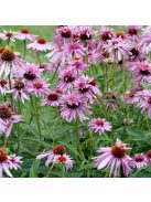 Bíbor kasvirág / ECHINACEA purpurea 'Doubledecker'