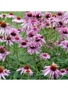   Bíbor kasvirág / ECHINACEA purpurea 'Doubledecker'