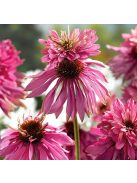 Bíbor kasvirág / ECHINACEA purpurea 'Doubledecker'