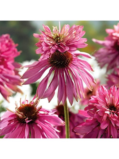 Bíbor kasvirág / ECHINACEA purpurea 'Doubledecker'