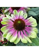 Bíbor kasvirág / ECHINACEA purpurea 'Green Twister'