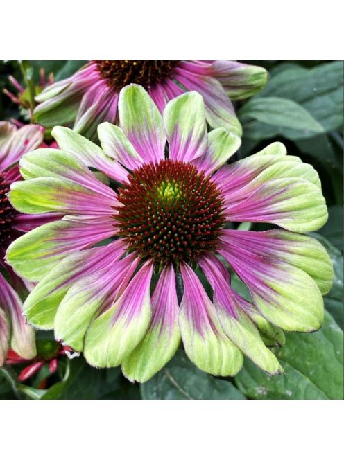 Bíbor kasvirág / ECHINACEA purpurea 'Green Twister'