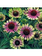 Bíbor kasvirág / ECHINACEA purpurea 'Green Twister'