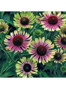   Bíbor kasvirág / ECHINACEA purpurea 'Green Twister'
