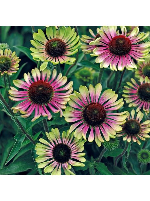 Bíbor kasvirág / ECHINACEA purpurea 'Green Twister'