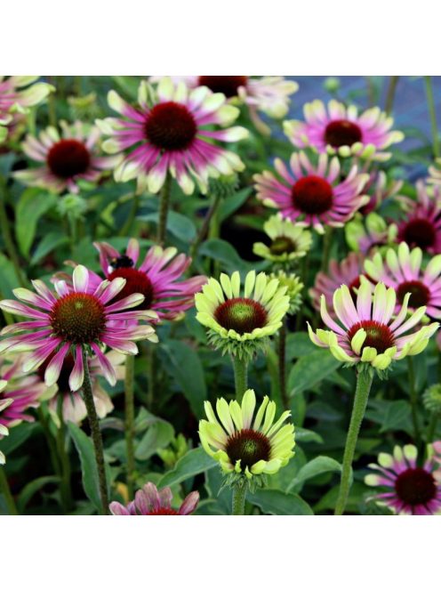 Bíbor kasvirág / ECHINACEA purpurea 'Green Twister'