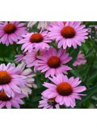 Bíbor kasvirág / ECHINACEA purpurea 'Magnus Superior'
