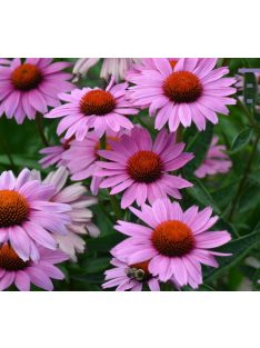   Bíbor kasvirág / ECHINACEA purpurea 'Magnus Superior'