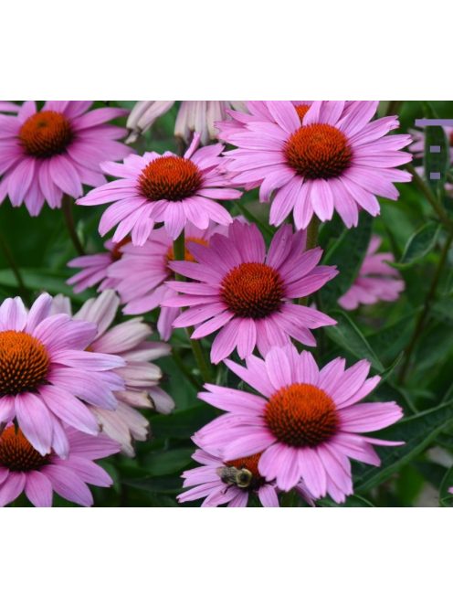 Bíbor kasvirág / ECHINACEA purpurea 'Magnus Superior'