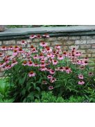 Bíbor kasvirág / ECHINACEA purpurea 'Magnus Superior'