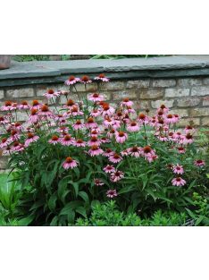   Bíbor kasvirág / ECHINACEA purpurea 'Magnus Superior'