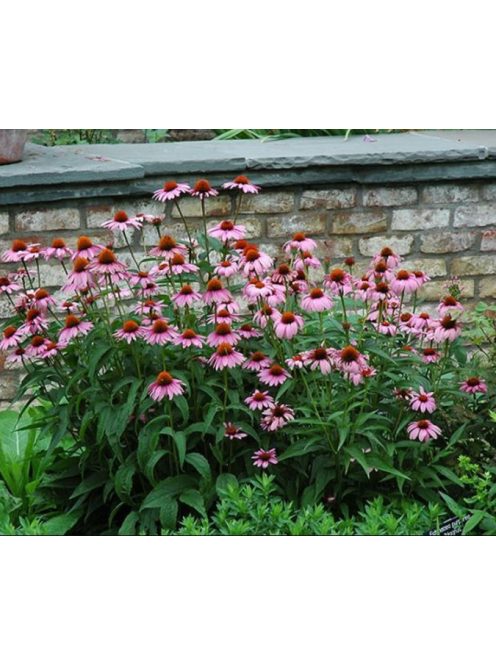 Bíbor kasvirág / ECHINACEA purpurea 'Magnus Superior'