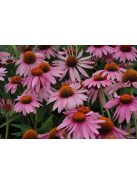Bíbor kasvirág / ECHINACEA purpurea 'Magnus Superior'