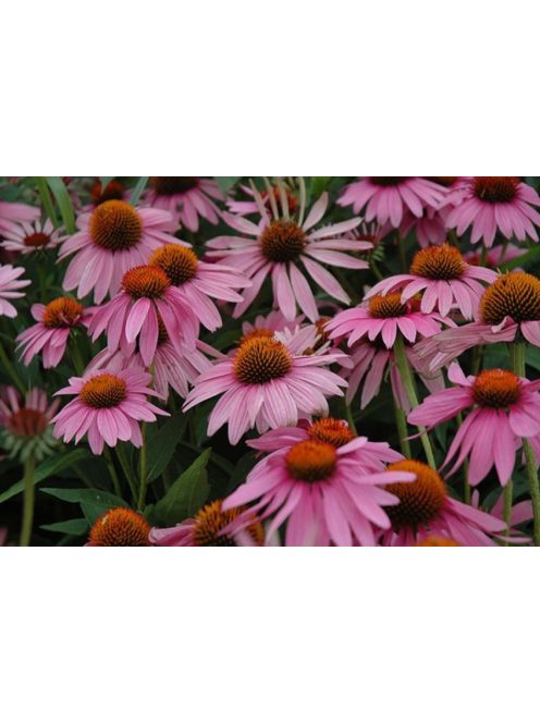 Bíbor kasvirág / ECHINACEA purpurea 'Magnus Superior'