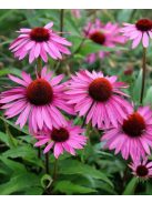 Bíbor kasvirág / ECHINACEA purpurea 'Rubinstern'
