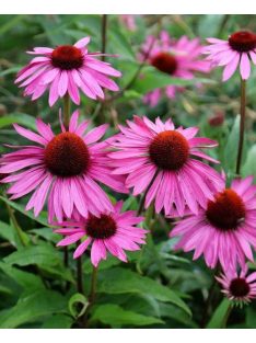 Bíbor kasvirág / ECHINACEA purpurea 'Rubinstern'