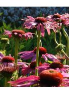 Bíbor kasvirág / ECHINACEA purpurea 'Rubinstern'