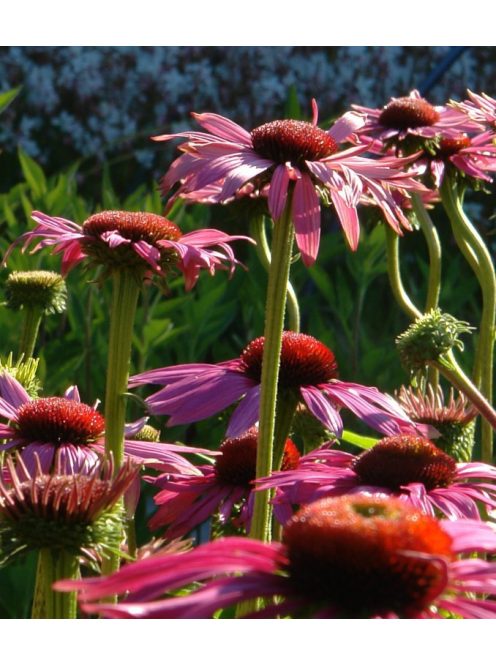 Bíbor kasvirág / ECHINACEA purpurea 'Rubinstern'