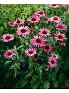Bíbor kasvirág / ECHINACEA purpurea 'Rubinstern'