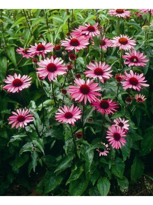 Bíbor kasvirág / ECHINACEA purpurea 'Rubinstern'