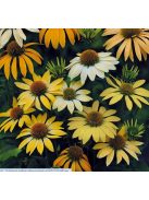 Bíbor kasvirág / ECHINACEA Purpurea-Hybr. 'Mellow Yellows'