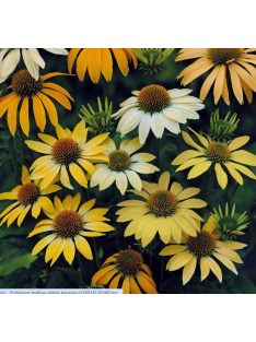   Bíbor kasvirág / ECHINACEA Purpurea-Hybr. 'Mellow Yellows'