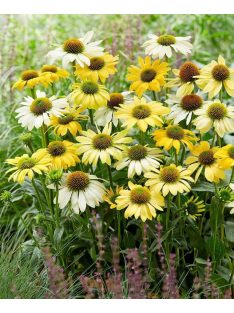   Bíbor kasvirág / ECHINACEA Purpurea-Hybr. 'Mellow Yellows'