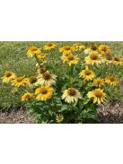 Bíbor kasvirág / ECHINACEA Purpurea-Hybr. 'Mellow Yellows'