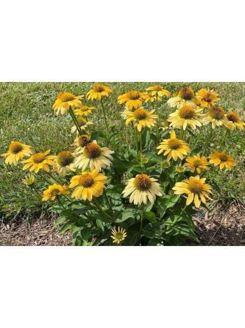 Bíbor kasvirág / ECHINACEA Purpurea-Hybr. 'Mellow Yellows'