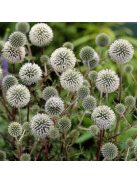 Fehér szamárkenyér / ECHINOPS niveus 'Arctic Glow'